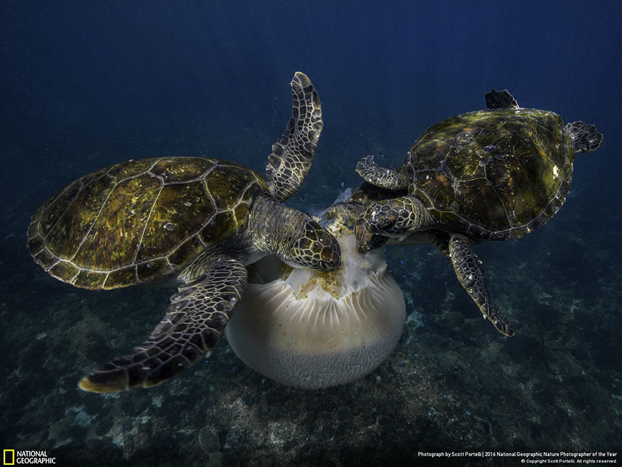10 Foto Alam Terbaik 2016 Pilihan National Geographic