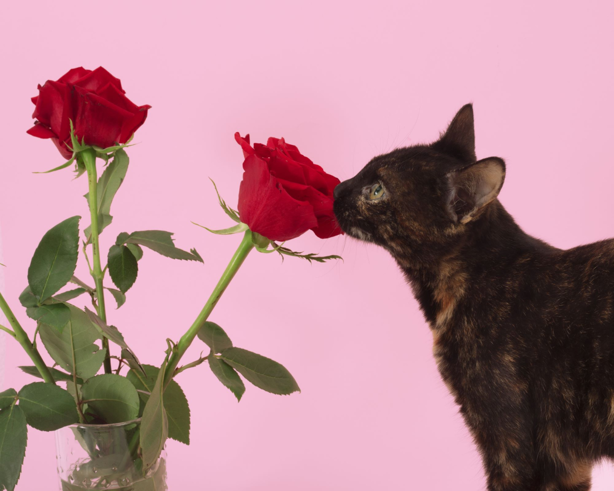 Seperti Apa Rasanya Berkencan dengan Black Cat Girlfriend?