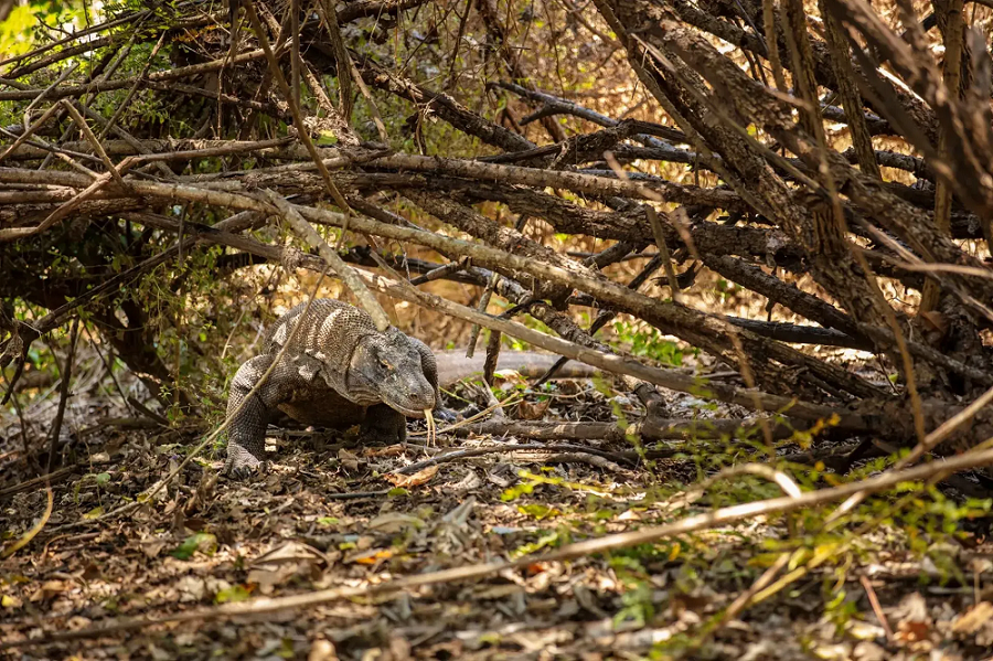 Crowne Plaza Labuan Bajo