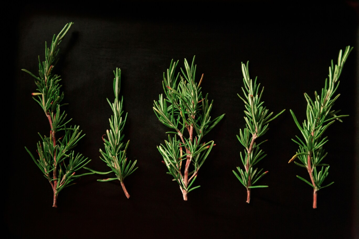Rosemary oil