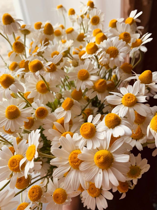 Manfaat chamomile untuk rambut