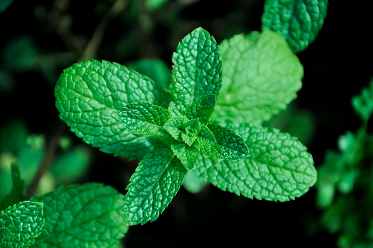 Teh peppermint