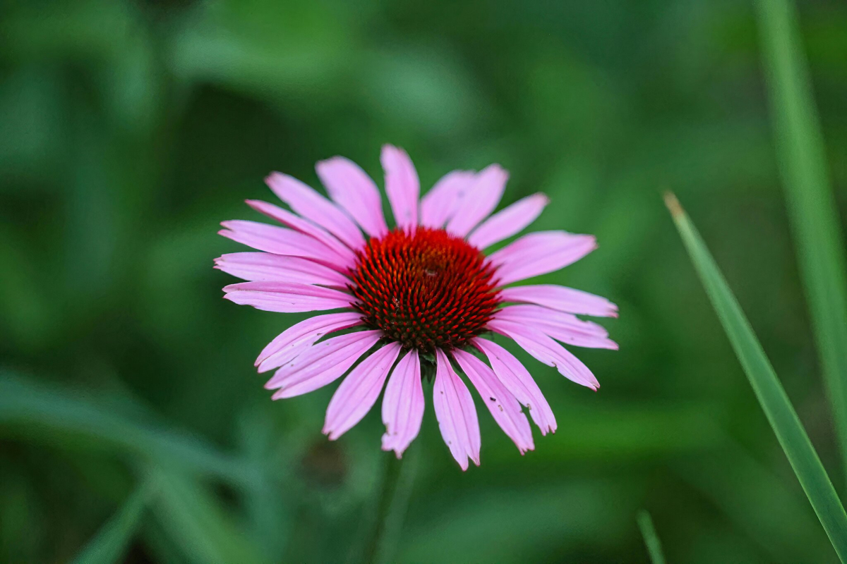Teh echinacea