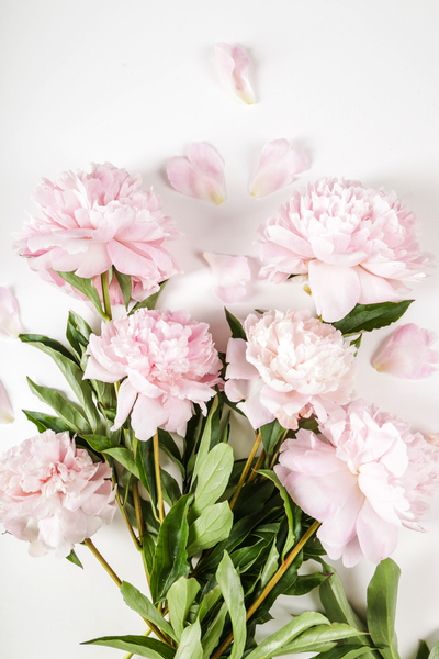 Peony