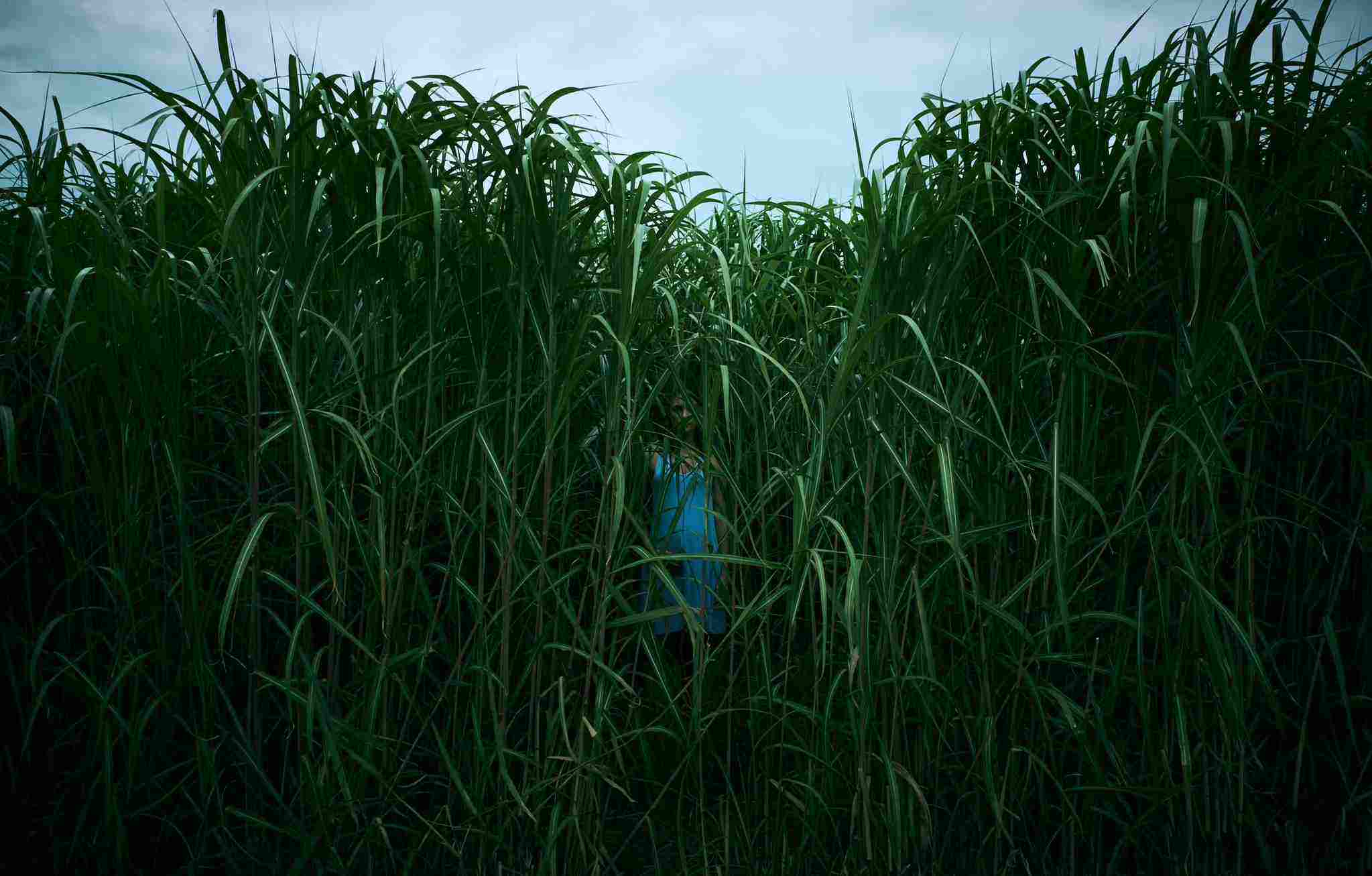 film horror In the Tall Grass