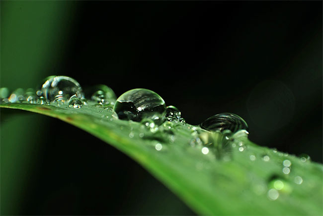 Aloe Vera atau Lidah Buaya Cara Alami Menghilangkan Bekas Jerawat