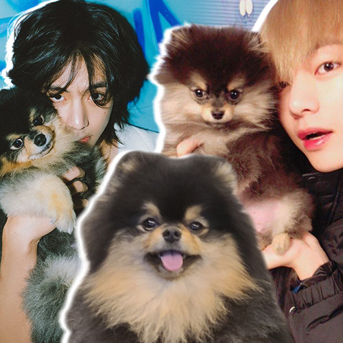 Akan Selalu Jadi Kesayangan, Ini 5 Momen Indah V BTS dan Yeontan Anjingnya