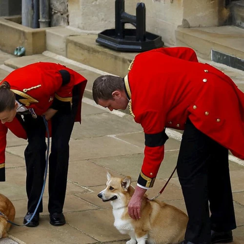 Momen Haru Dua Anjing Kesayangan Ratu Elizabeth II Hadir di Prosesi Pemakaman