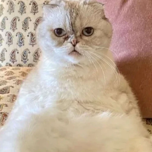 Kucing Milik Taylor Swift Jadi Kucing Terkaya Ketiga di Dunia