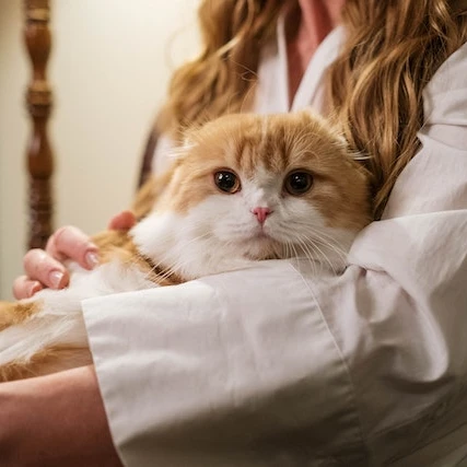 Ini 8 Ras Kucing Termahal di Dunia, Tertarik Memeliharanya?