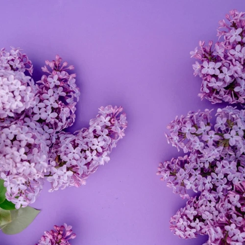 Semua Hal Tentang Warna Lavender yang Menarik Untuk Kamu Ketahui