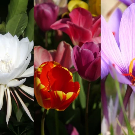 7 Bunga Termahal Di Dunia, Harganya Fantastis!