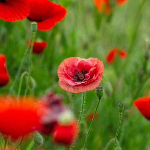 Mengenal Istilah ‘Tall Poppy Syndrome’, Apakah Kamu Salah Satunya?