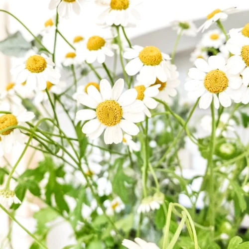 Ketahui Manfaat Chamomile untuk Rambut