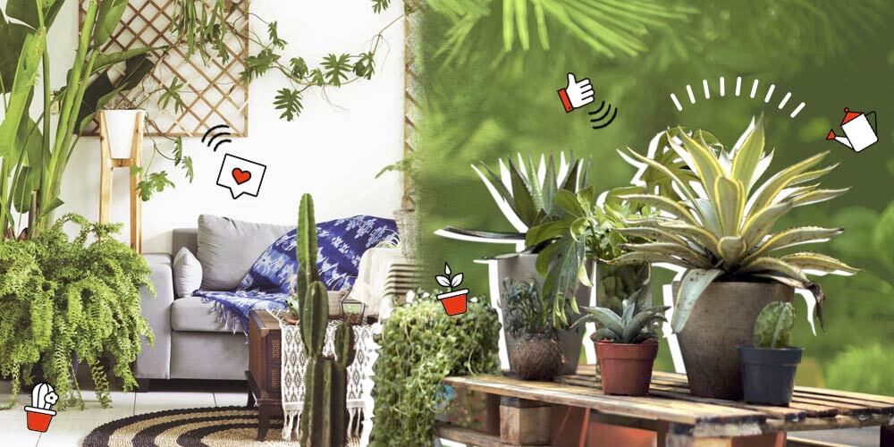 Keseruan Festival Tanaman Online “Urban Jungle” Saat Pandemi