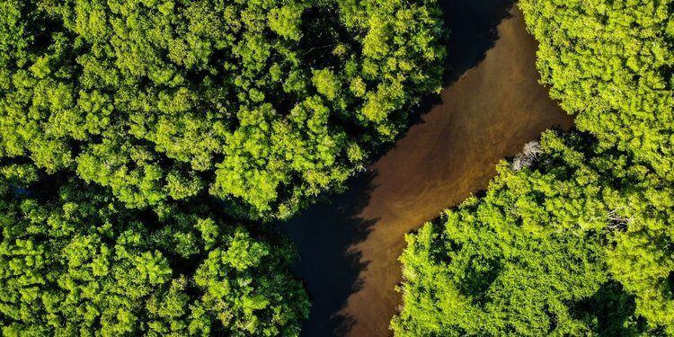 Hutan Hujan Amazon Terbakar, Berikut Cara Kamu Bisa Membantu