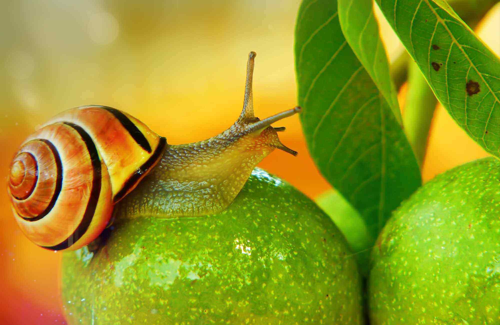 Khasiat Snail Skincare dan Produk yang Patut Kamu Coba