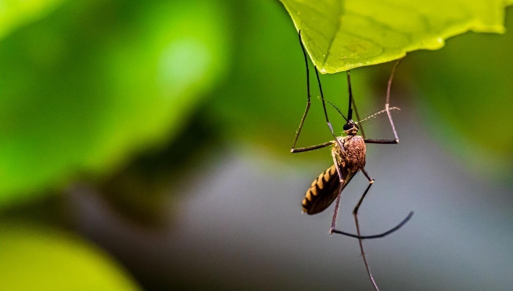 8 Tanaman yang Ampuh Mengusir Nyamuk