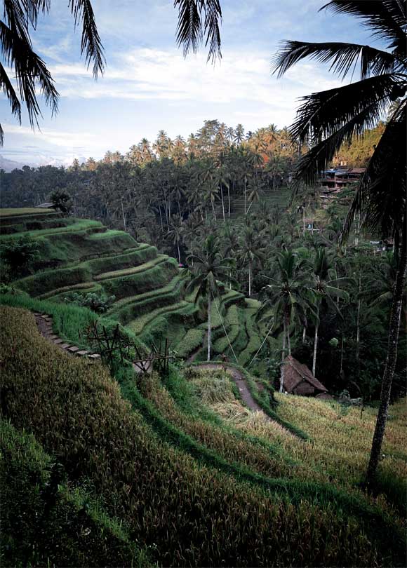 Mengenal Subak Bali, Warisan Budaya Dunia UNESCO
