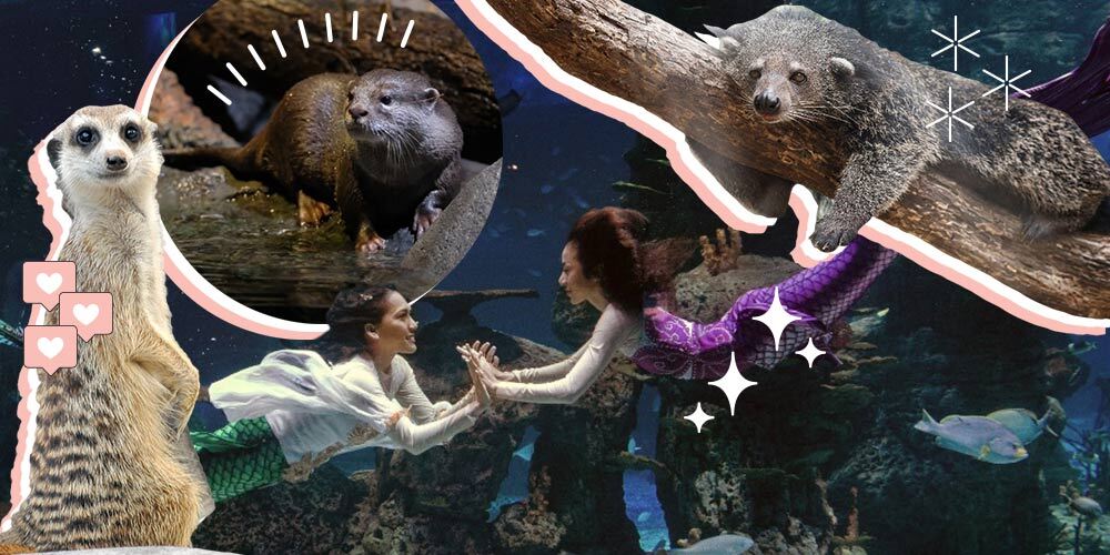 Pengalaman Unik di Jakarta Aquarium untuk Rayakan 17 Agustus