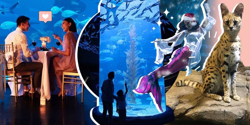 Jakarta Aquarium, Opsi Liburan Akhir Tahun yang Seru